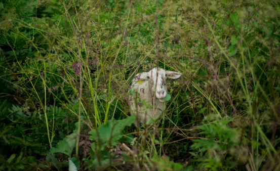 documentaire-film-bergère-bien-élever-bien-tuer-bien-manger-abattoir-viande-éco-féminisme-local-relation-humain-animal-cévennes-mois-du-doc-gaia-L214-circuit-court-elsa-maury-vinciane-despret