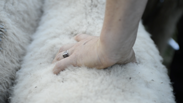 documentaire-film-bergère-bien-élever-bien-tuer-bien-manger-abattoir-viande-éco-féminisme-local-relation-humain-animal-cévennes-mois-du-doc-gaia-L214-circuit-court-elsa-maury-vinciane-despret